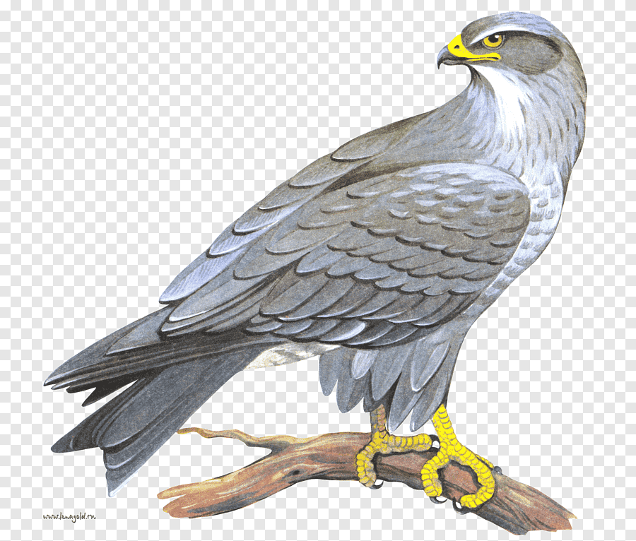 Kite — Character